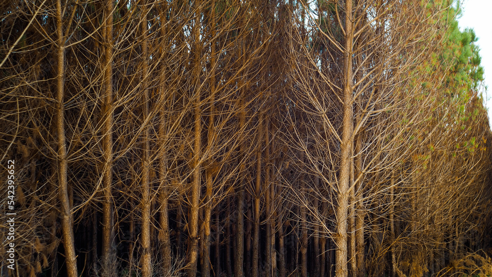 Forêt de pins calcinée, après le passage des incendies de l'été 2022, à proximité de Landiras et Origne, en Gironde Forêt de pins calcinée, après le passage des incendies de l'été 2022, à proximité de Landiras et Origne, en Gironde