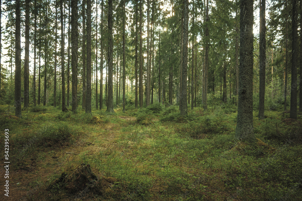 Beautiful coniferous forest. Morning spruce forest at dawn. Ecology with clean air in nature.