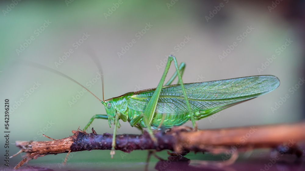 Fototapeta premium Close up of grasshopper in grass