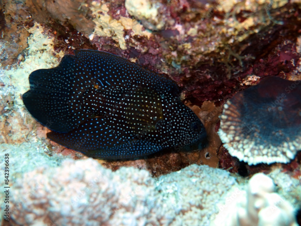 Comet fish Comet fish