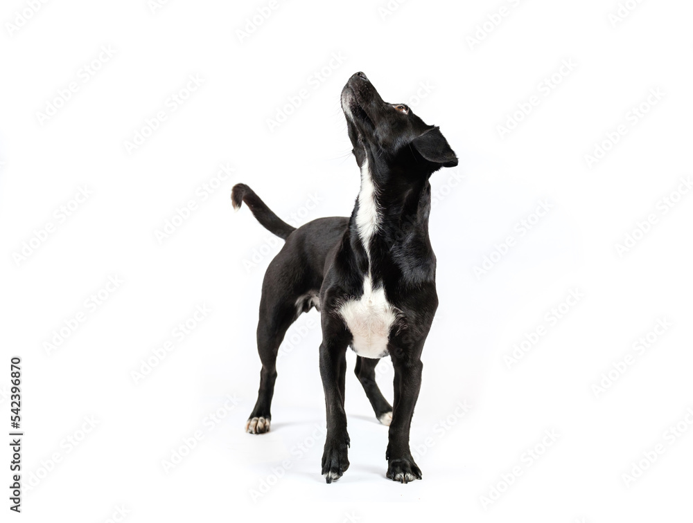 small black breedless dog portrait, mixed breed canine looking curious isolated white background