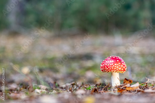 Mushrooms in the forest during autumn.