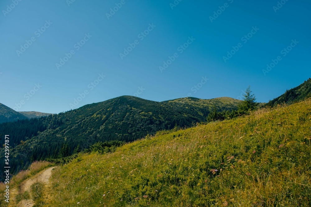 Field with the background of green mountains in the Ivano-Frankivsk region, Ukraine