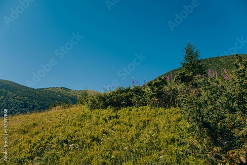 Field with the background of green mountains in the Ivano-Frankivsk region, Ukraine