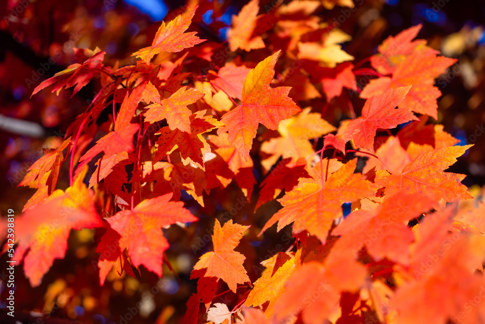 Autumn leaves on the trees. Yellow maple leaves. Autumn background. Leaves on blurry background. Natural background and wallpaper. Autumn leaves on the trees. Yellow maple leaves. Autumn background. Leaves on blurry background. Natural background and wallpaper.