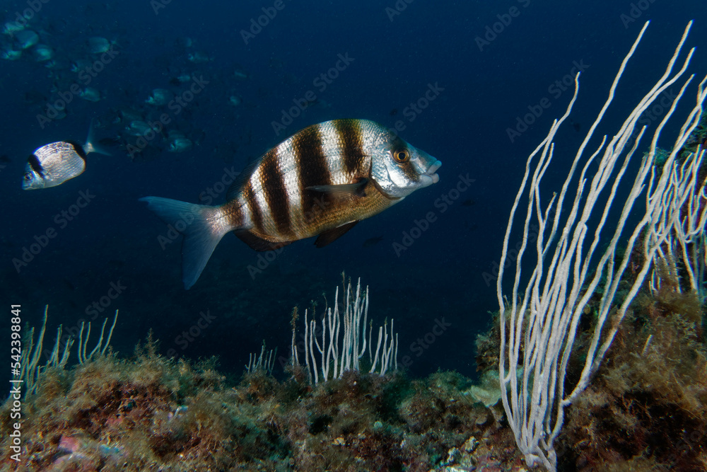 Obraz premium Zebra sea bream (Diplodus cervinus) in Mediterranean Sea