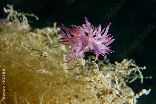 Pink Flabellina (Flabellina affinis) in Mediterranean Sea photo