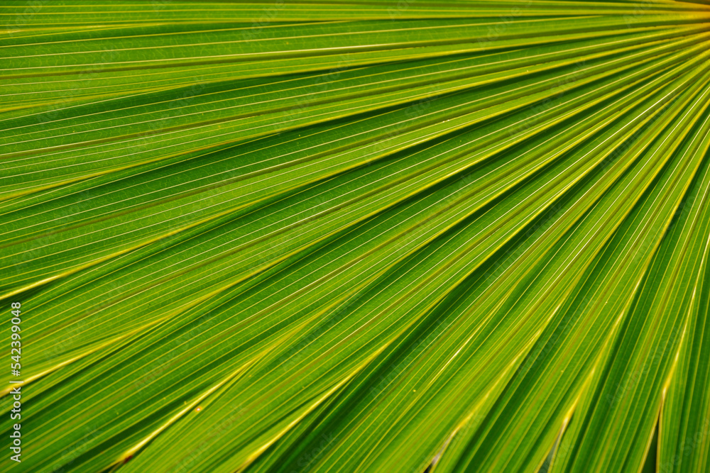 sugar palm leaves texture for background sugar palm leaves texture for background