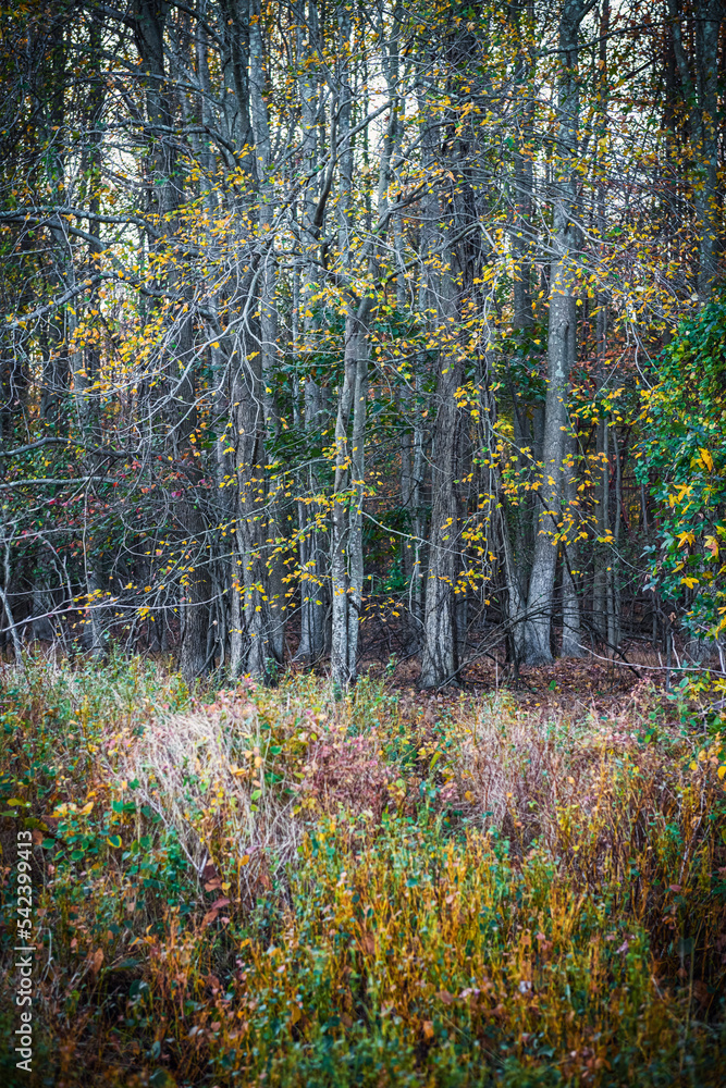 Fototapeta premium Golden Autumn