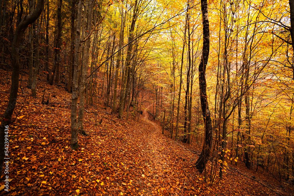 Obraz premium Hiking in a beautiful autumn forest. Wide view inside a fall color autumn. Amazing autumn landscape.