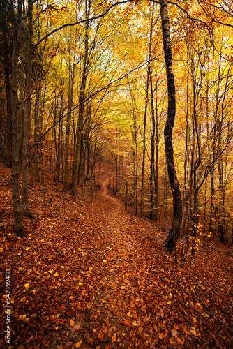 Hiking in a beautiful autumn forest. Wide view inside a fall color autumn. Amazing autumn landscape.