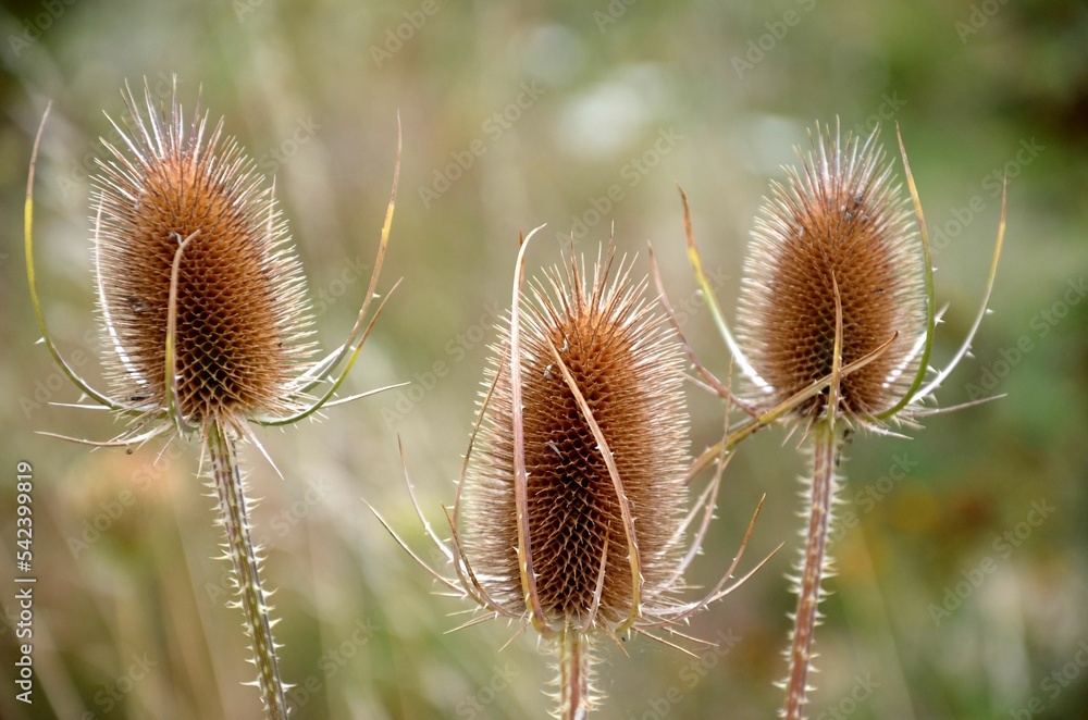 closeup of a thistle at harz low mountain range closeup of a thistle at harz low mountain range