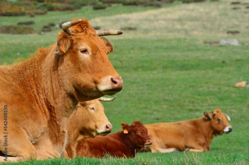 Vacas marrones tumbadas en pradera verde Vacas marrones tumbadas en pradera verde