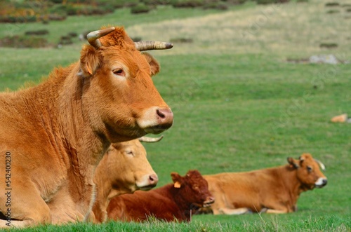 Vacas marrones tumbadas en pradera verde
