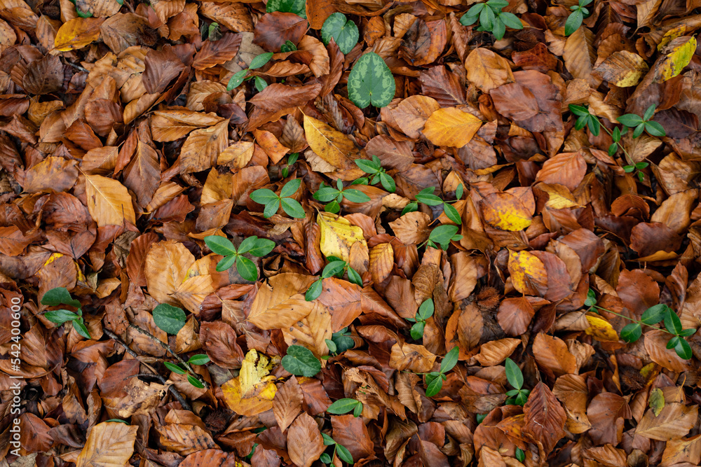 autumn leaves background