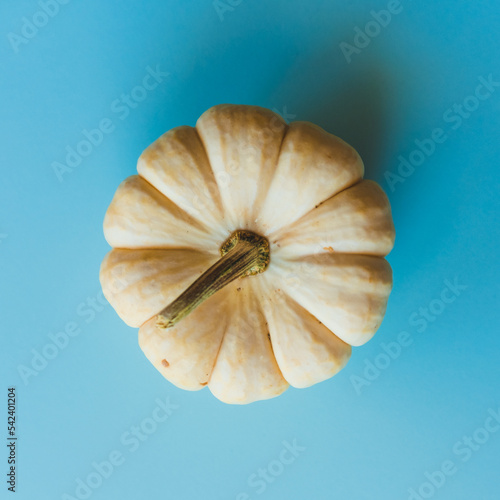 A small white pumpkin on a blue background