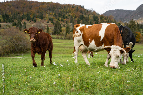 cows in the meadow © Daria Hiriushta