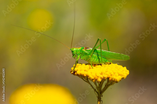Tableau sur toile Green grasshopper on a yarrow flower
