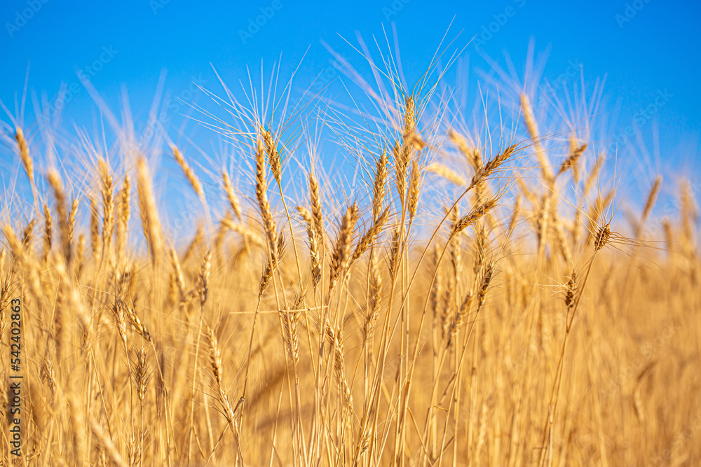 Wheat field against the blue sky. Grain farming, ears of wheat close-up. Agriculture, growing food products. Wheat field against the blue sky. Grain farming, ears of wheat close-up. Agriculture, growing food products.
