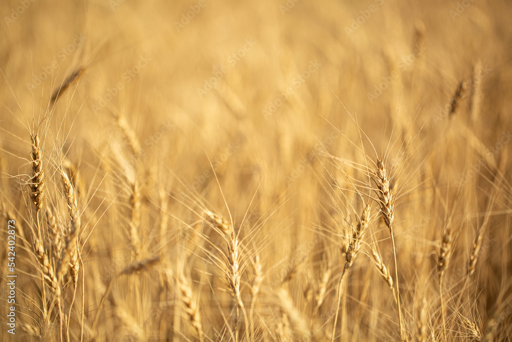 Wheat field on a sunny day. Grain farming, ears of wheat close-up. Agriculture, growing food products. Wheat field on a sunny day. Grain farming, ears of wheat close-up. Agriculture, growing food products.