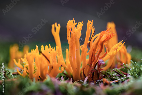Frontview of mushroom Calocera Viscosa photo