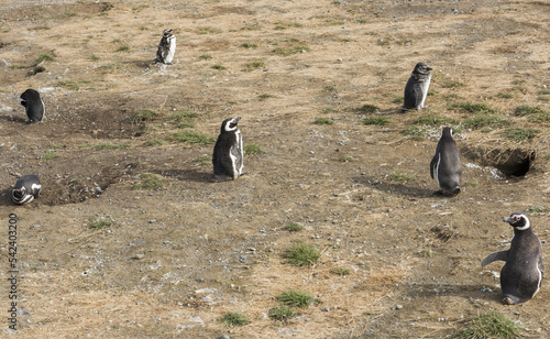 Colony of Magellanic penguins on Magdalena island in Chile