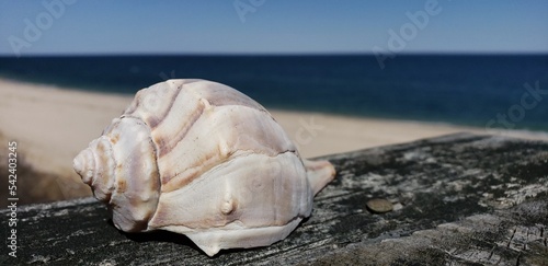 Seashell on the beach