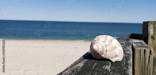 Seaside Shell