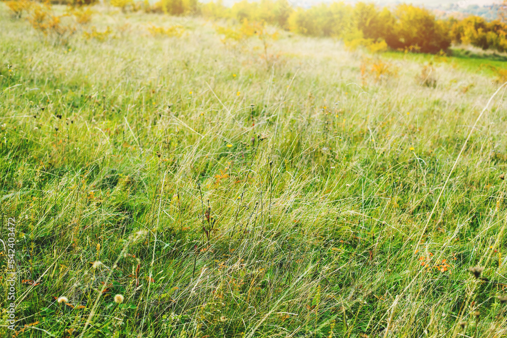 Green meadow during autumn season.Trees in background. Green meadow during autumn season.Trees in background.