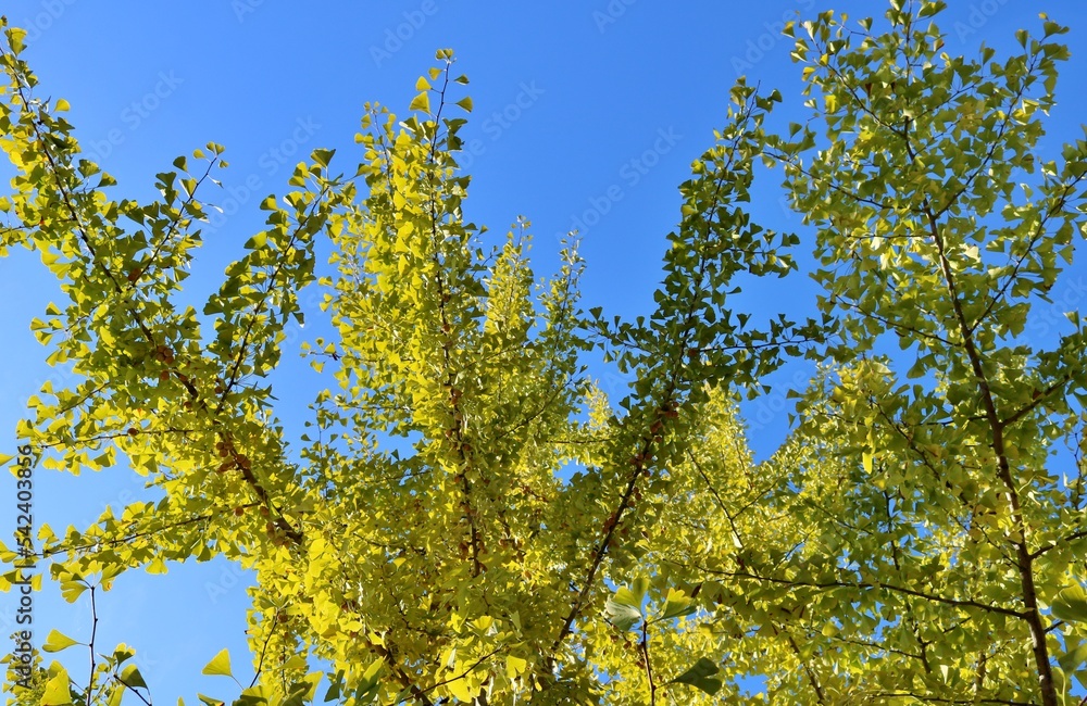 青空に輝くイチョウの葉　秋の風景　栃木