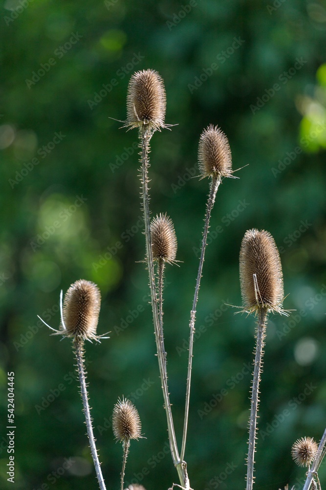 Obraz premium Vertical shot of beautiful wild teasels in the wilderness with green bokeh in the blurred background
