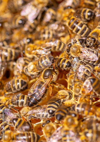 Queen bee in the hive. Beautiful honeycombs with bees close-up. A swarm of bees crawls through the honeycombs, collecting honey. Beekeeping, healthy food.