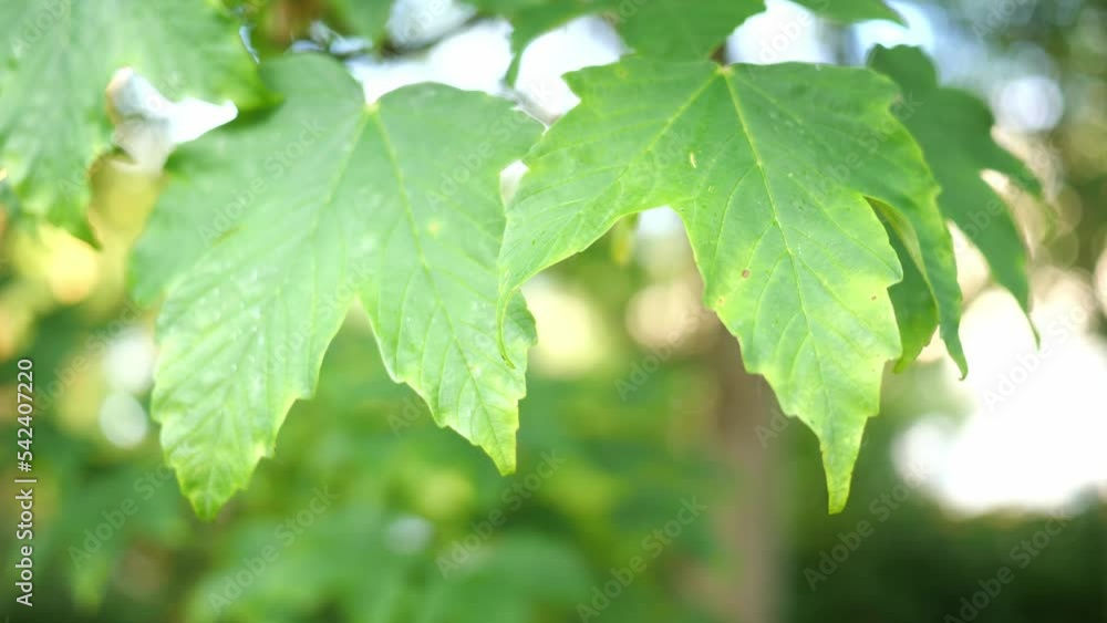 Green leaves on the acorn tree. Nature spring and summer background. Green leaves on the acorn tree. Nature spring and summer background.
