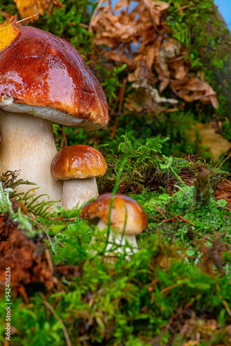 Boletus edulis. Boletus in the forest. Porcini mushrooms in green moss close-up