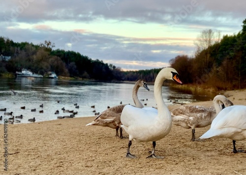 Swans on the banks of the reservoir. Swan family. Landscape of nature with birds. Bird family.