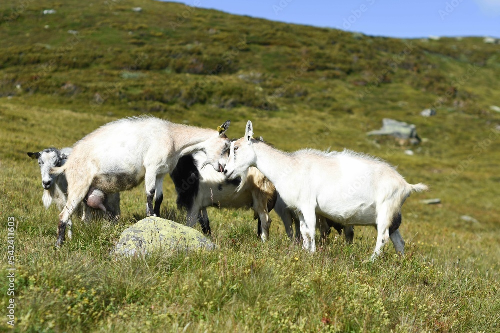 Group of cute goats grazing in the mountain field, close-up Group of cute goats grazing in the mountain field, close-up