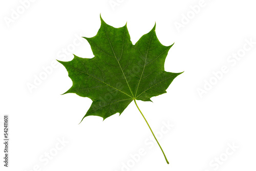 Green maple leaf close-up isolated on white background