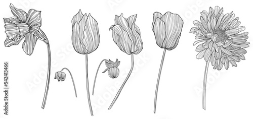 Hand drawn png leaves and flowers isolated on white. 