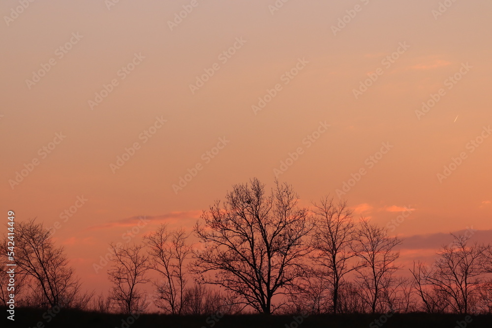 alberi al tramonto in inverno