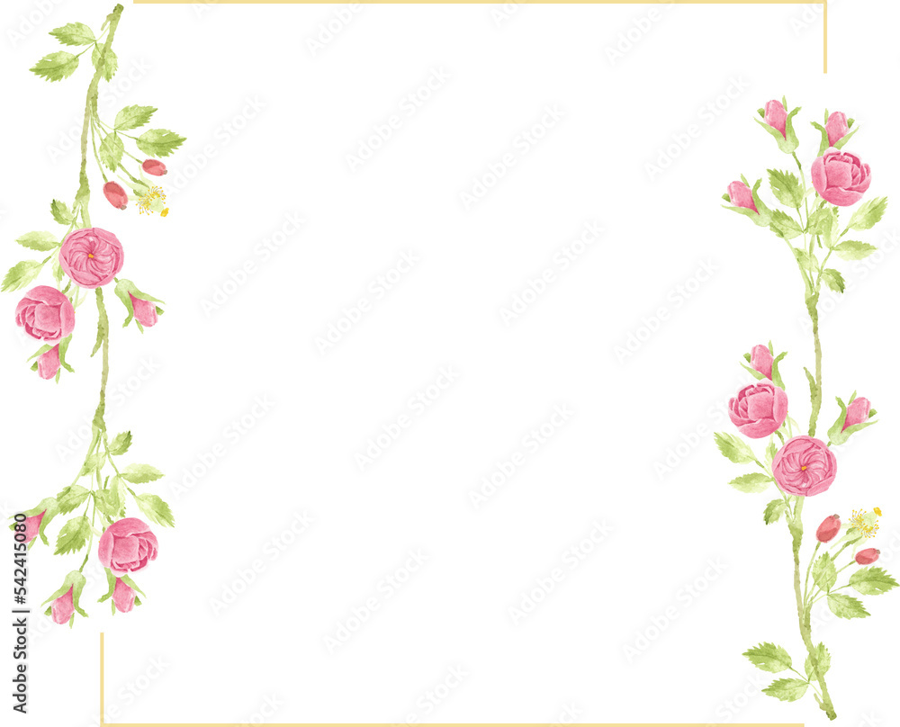 watercolor pink english rose with golden luxury square frame with copy space for text