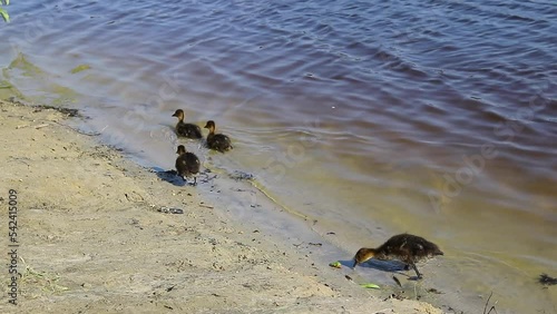 Wild ducklings swim in the clear water of a forest lake. High quality video recording in FHD.