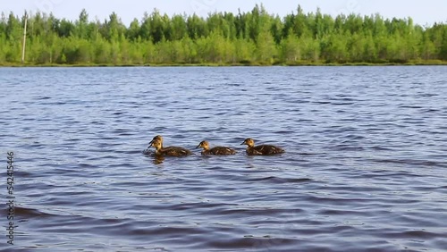 Wild ducklings swim in the clear water of a forest lake. High quality video recording in FHD.