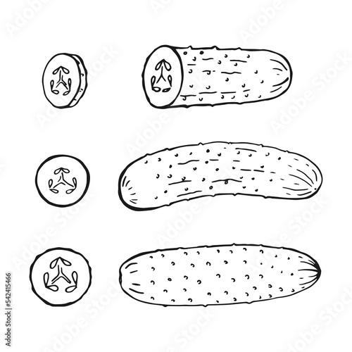 Set of cucumber outline. Hand drawn vector illustration. Farm market product, isolated vegetable.
