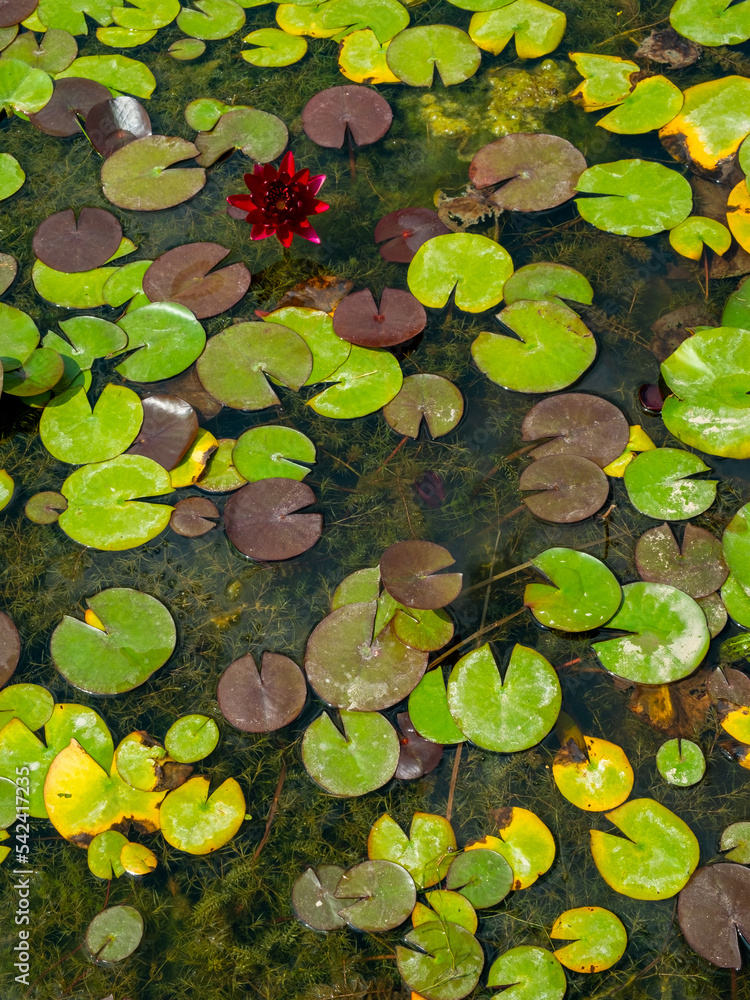 Water lilies pond full frame background Water lilies pond full frame background
