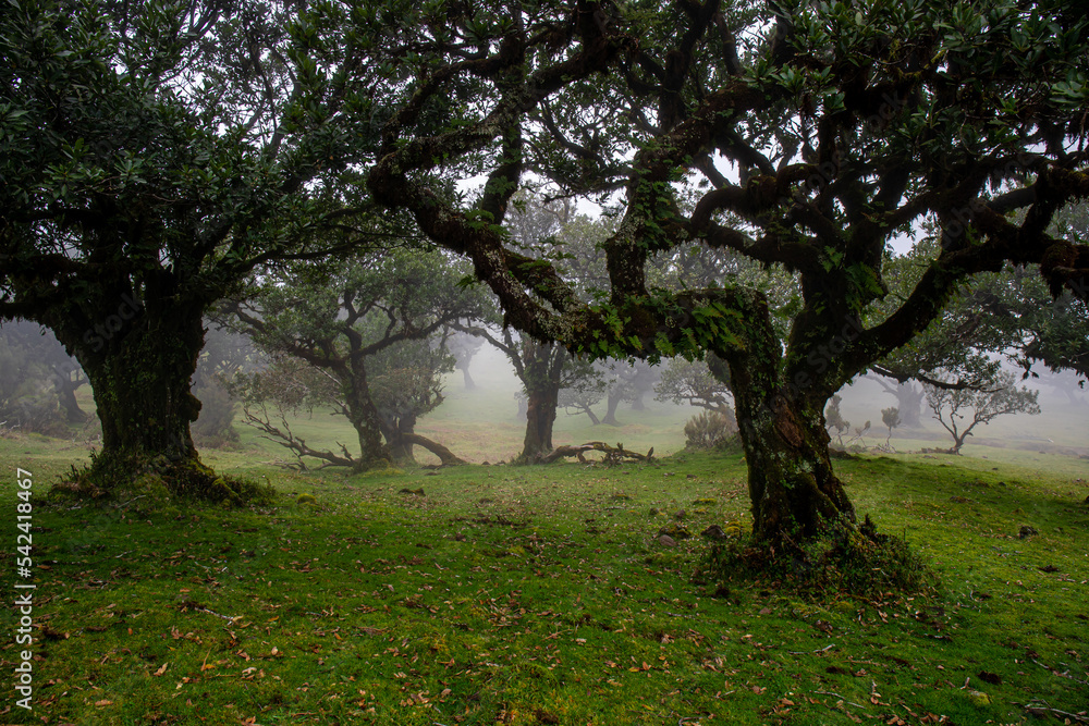 Fototapeta premium Posto Florestal Fanal on foggy day