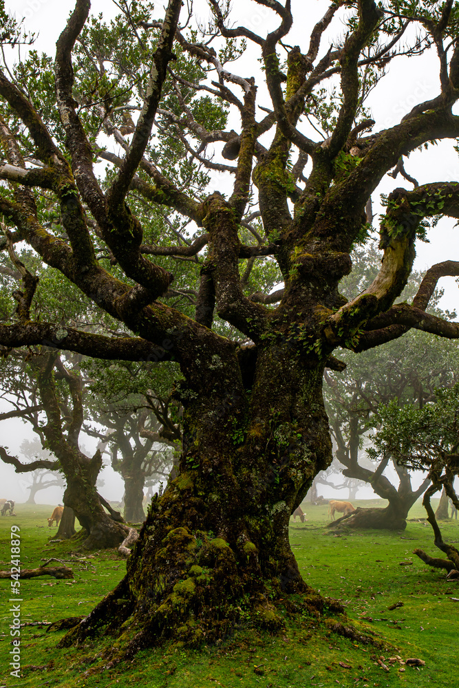 Obraz premium Posto Florestal Fanal on foggy day