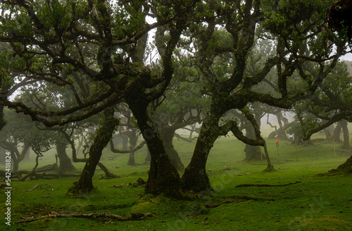 Posto Florestal Fanal on foggy day