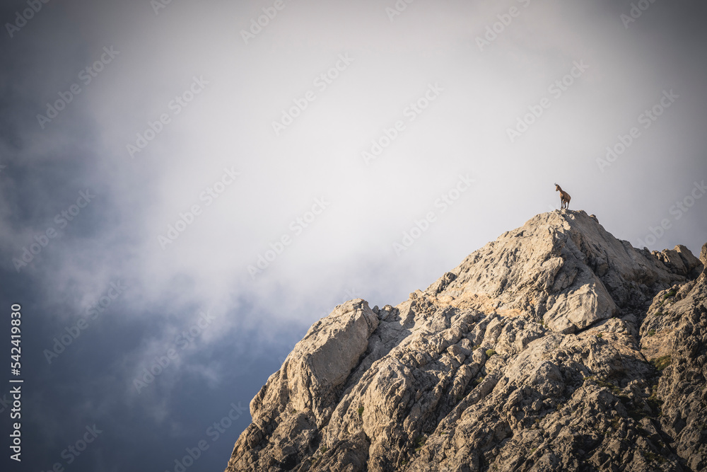 Rebecos en su entorno natural en las cumbres del Parque Nacional de Picos de Europa. Rebecos en su entorno natural en las cumbres del Parque Nacional de Picos de Europa.