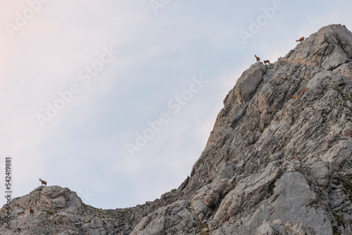 Rebecos en su entorno natural en las cumbres del Parque Nacional de Picos de Europa. © Néstor Rodan