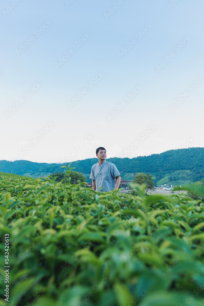 A Man stand alone at green tea plantation for relaxation on vacation A Man stand alone at green tea plantation for relaxation on vacation